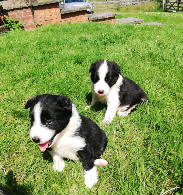 border collie for sale gumtree